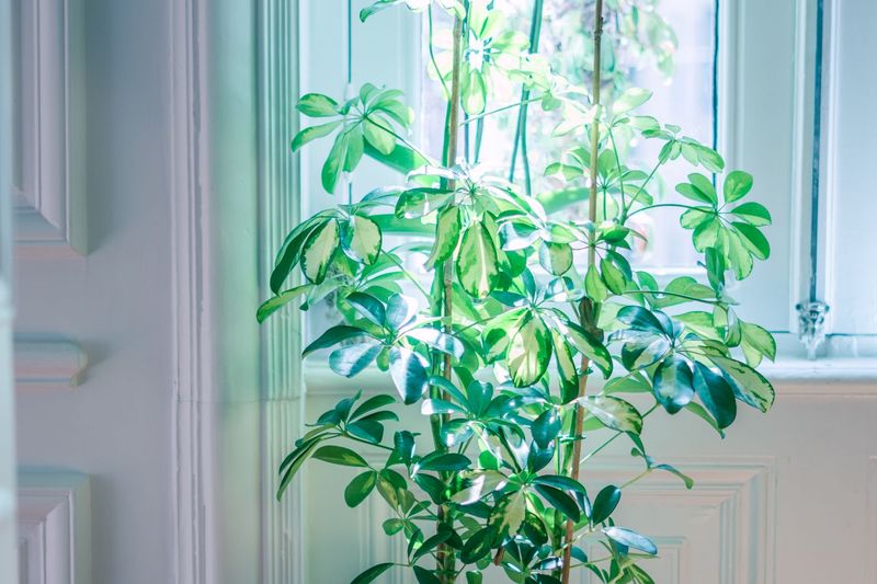 Your Houseplants Are Lovely. They Just Aren’t Cleaning the Air.